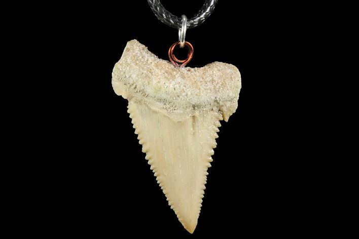 Fossil Shark (Palaeocarcharodon) Tooth Necklace -Morocco #110213